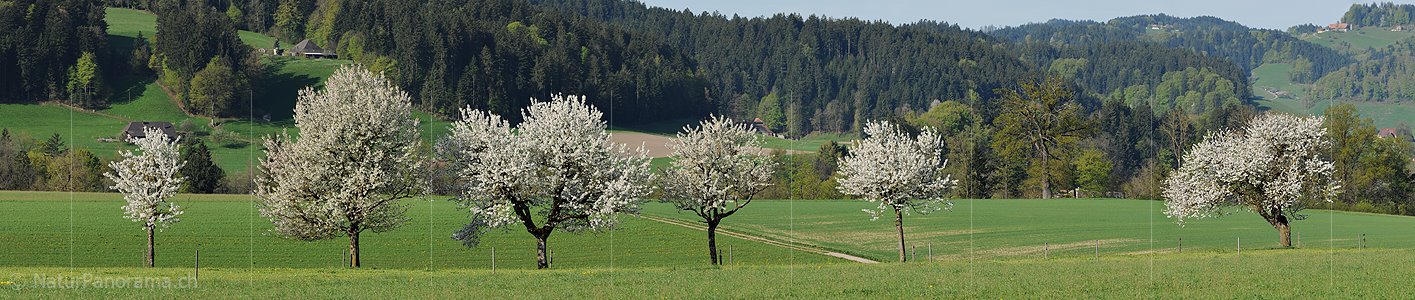 P004865a: Panoramafoto Blühende Baumreihe