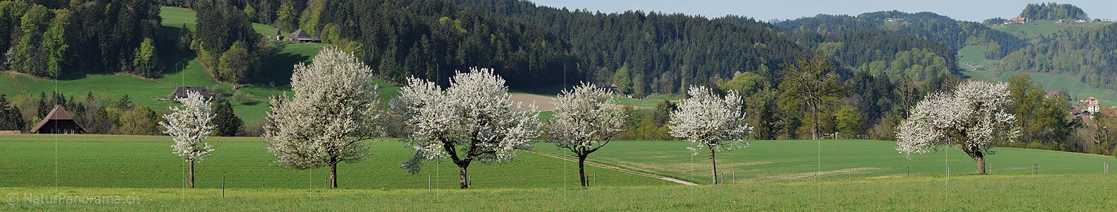 P004865b: Panoramafoto Blühende Baumreihe in Hügellandschaft