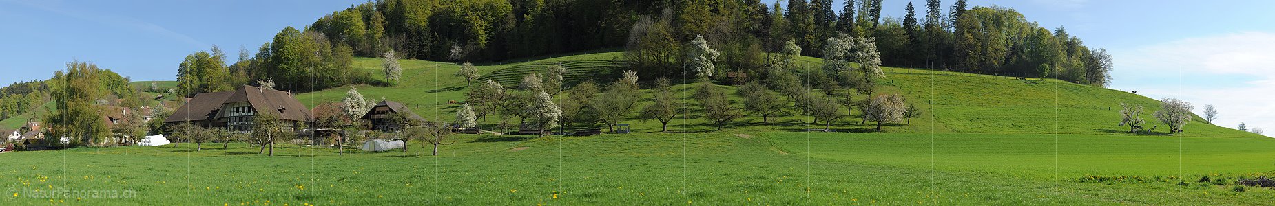 P004871: Hochauflösendes Panoramabild Emmentaler Bauernhof mit Obstgarten