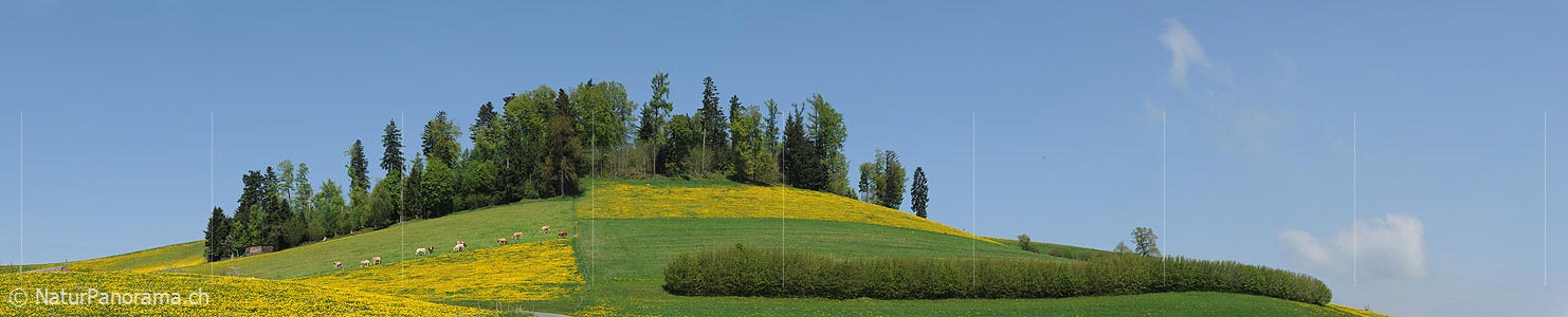 P004902: Panorama hedge in cultural landscape