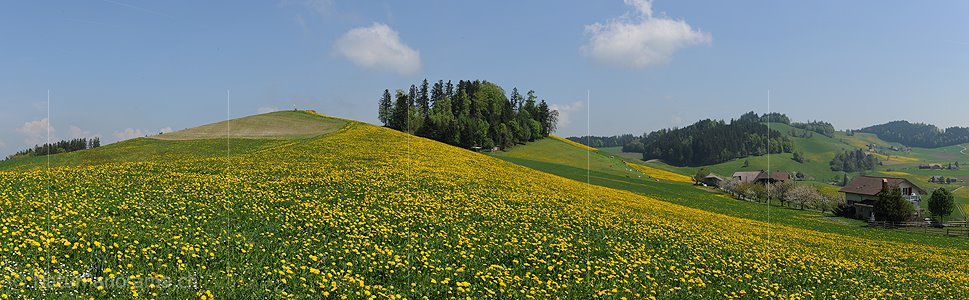 P004905: Panoramabild Blühender Löwenzahnwiese