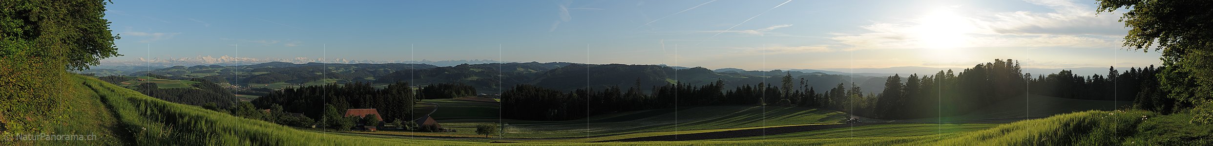 P004984: Panoramabild Getreidefeld in Hügellandschaft