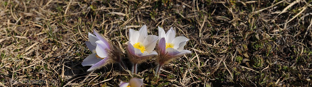 P005005: Panoramabild Bergfrühling