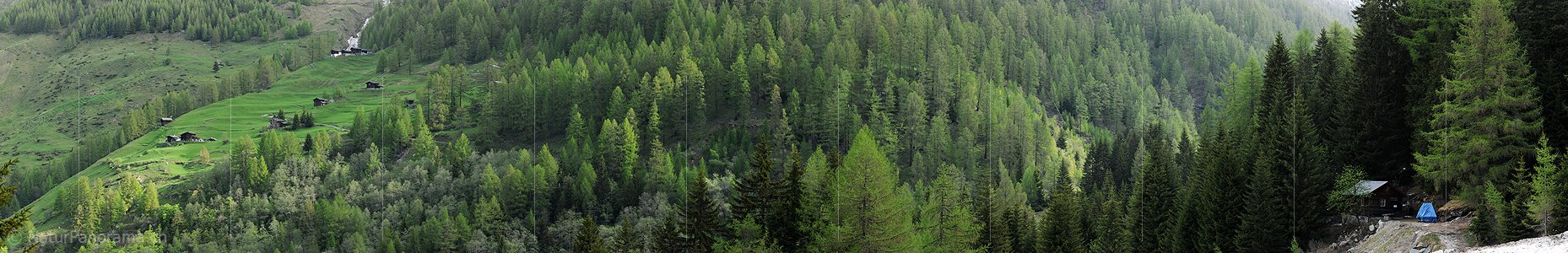 P005022: Grosspanoramabild Lärchenwald