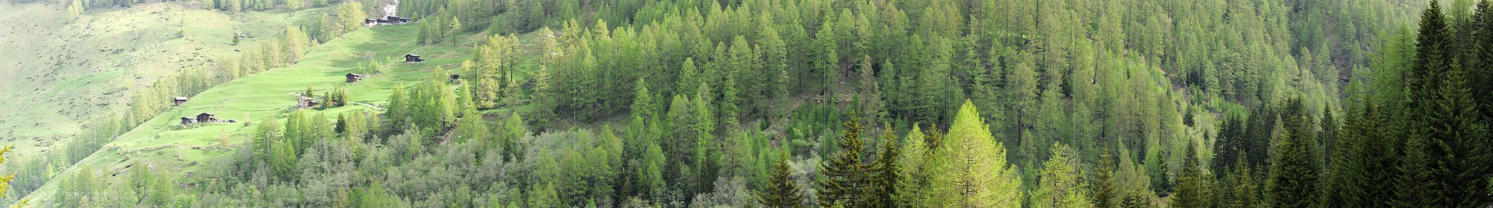 P005025: Panoramabild Lärchenwald