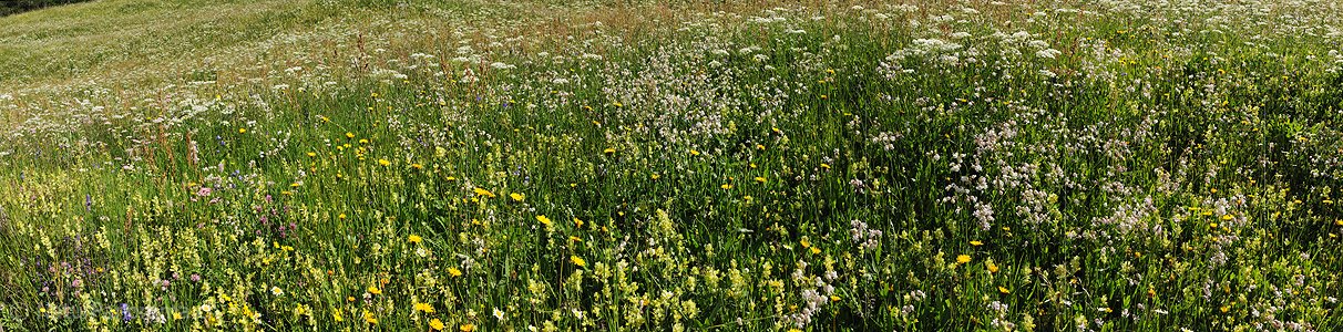 P005252: Panoramabild Heuwiese