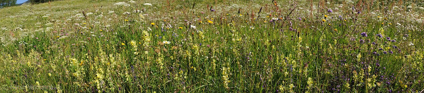 P005254: Panorama Blumenwiese