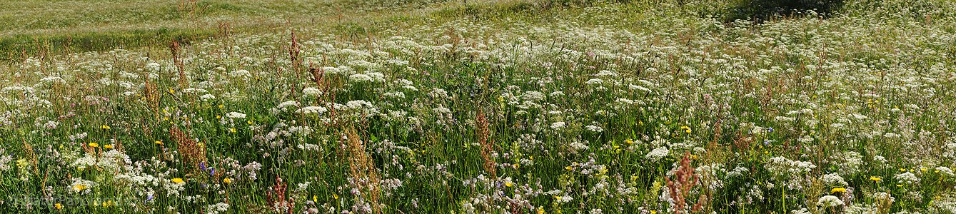 P005257: Panorama Heuwiese
