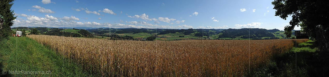P005325: Panoramic image corn field
