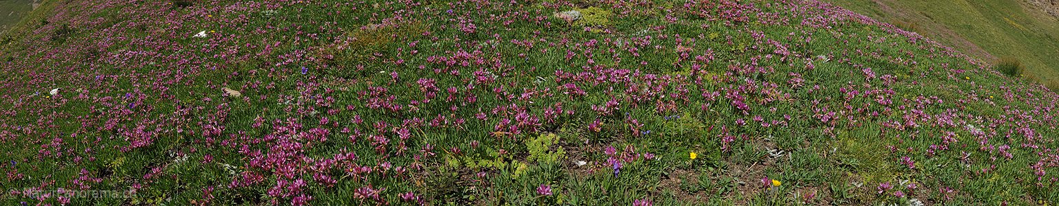 P005350: Panoramabild Blühender Alpenklee