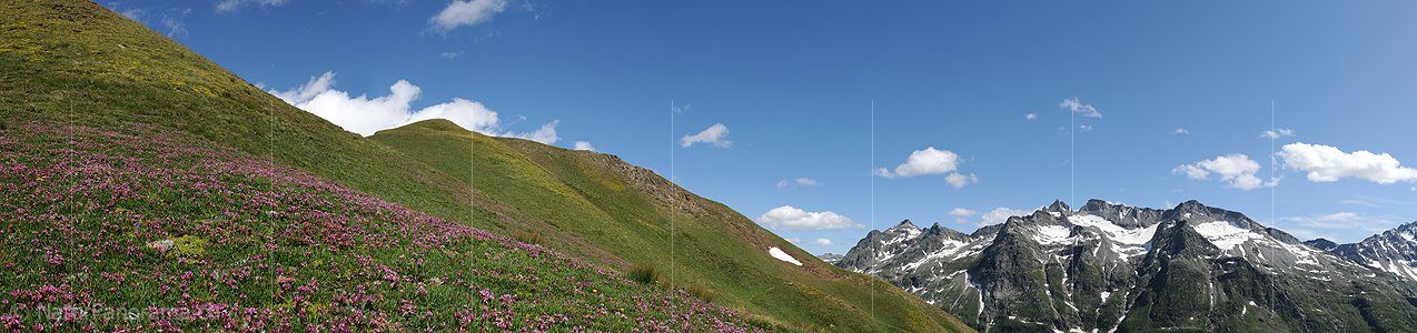 P005353: Panoramabild Blühende Wiese und Bergpanorama