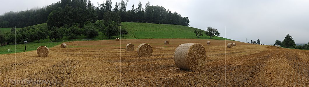 P005411: Panoramabild Strohrollen auf Feld