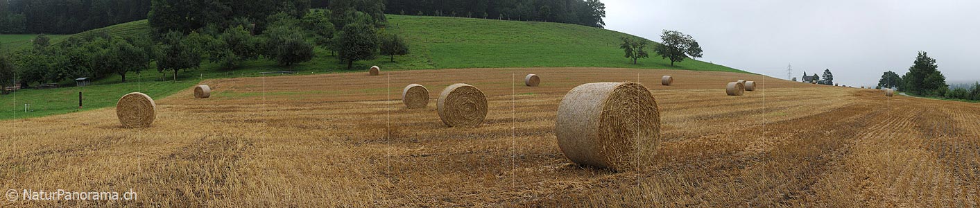 P005414: Panoramic picture of round straw bales on a field