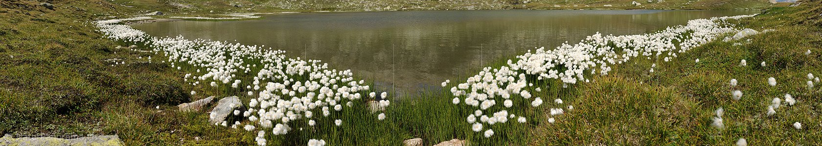 P005488: Panoramabild Bergsee mit Wollgrasgürtel