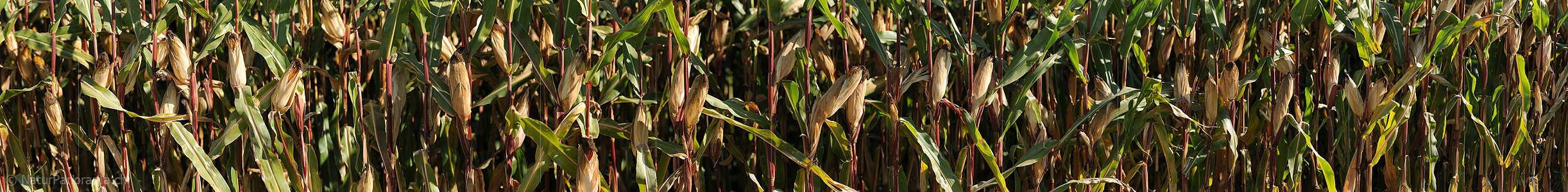 P005631: Panoramabild Maisfeld