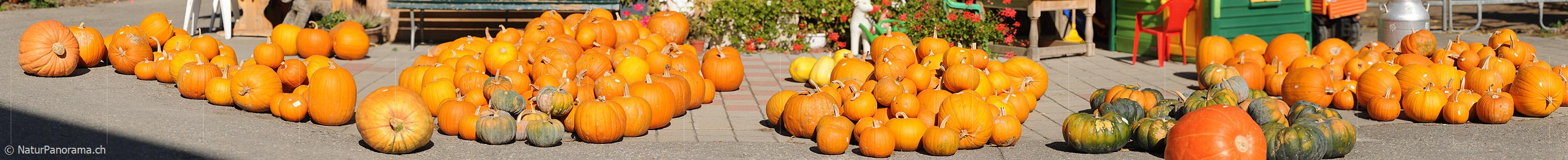 P005637: Panoramic picture of pumpkins
