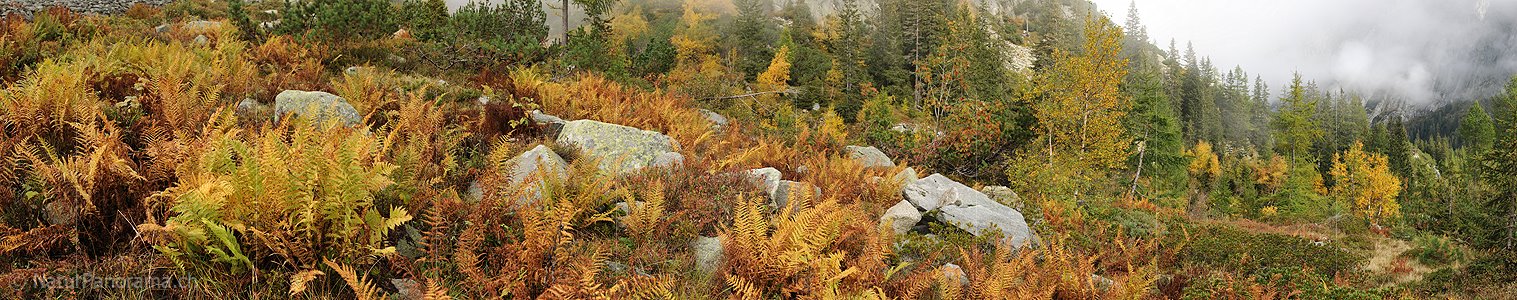 P005677: Panoramabild Herbststimmung mit Farn