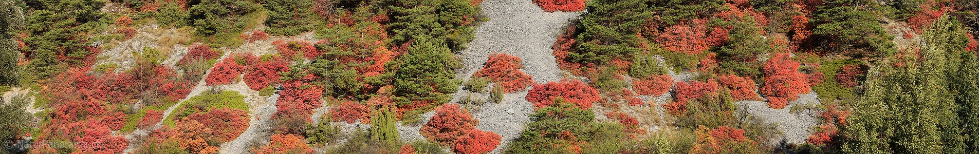 P005722: Panorama Perückenstrauch und Waldföhre