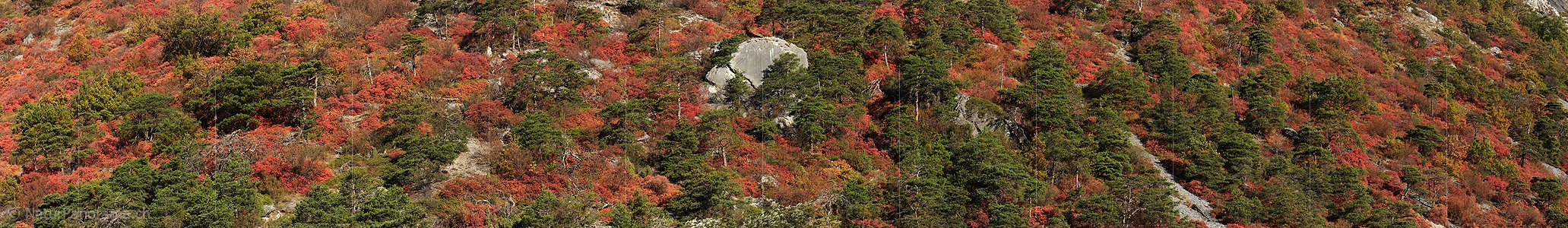 P005723: Panoramafoto Perückenstrauch und Waldföhre