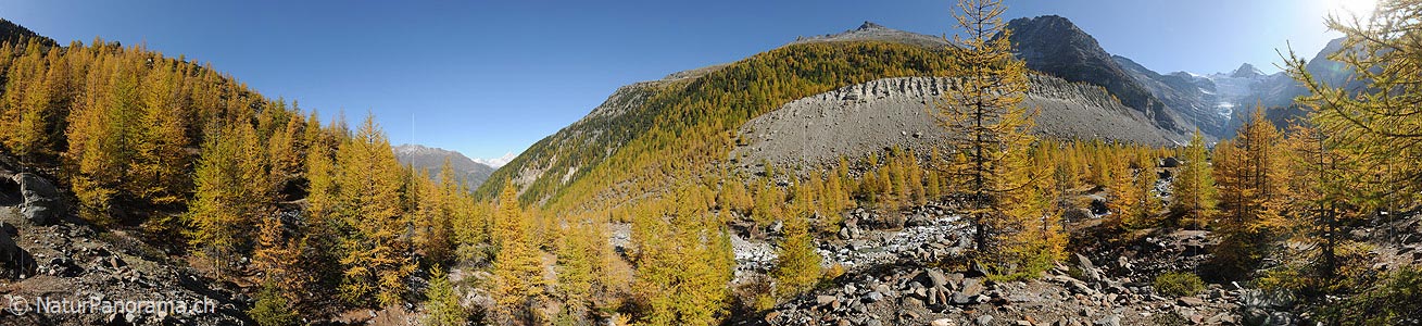 P005751: Panoramic picture mountain landscape with larch wood