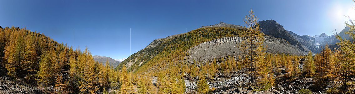 P005752: Grosspanoramabild Goldener Lärchenwald