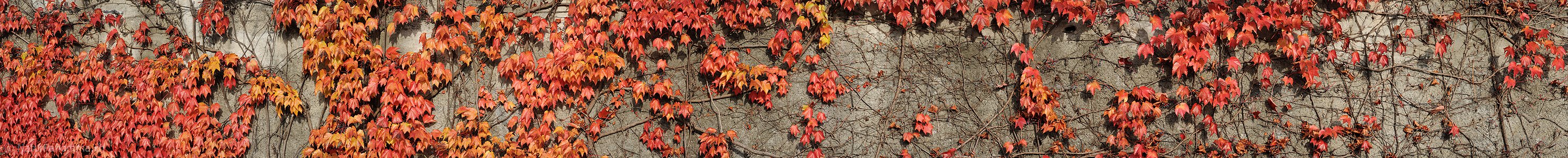 P005821: Panoramabild Herbstlaub