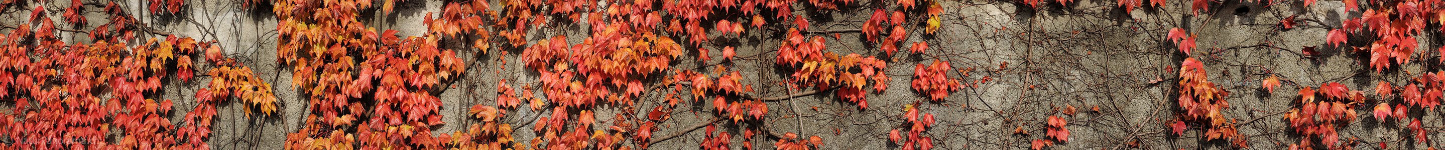 P005822: Panoramabild Farbige Blätter