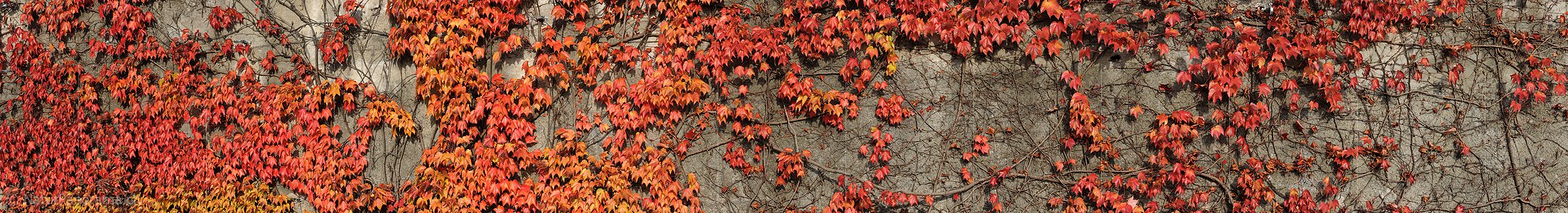P005823: Panoramabild Herbstimpression