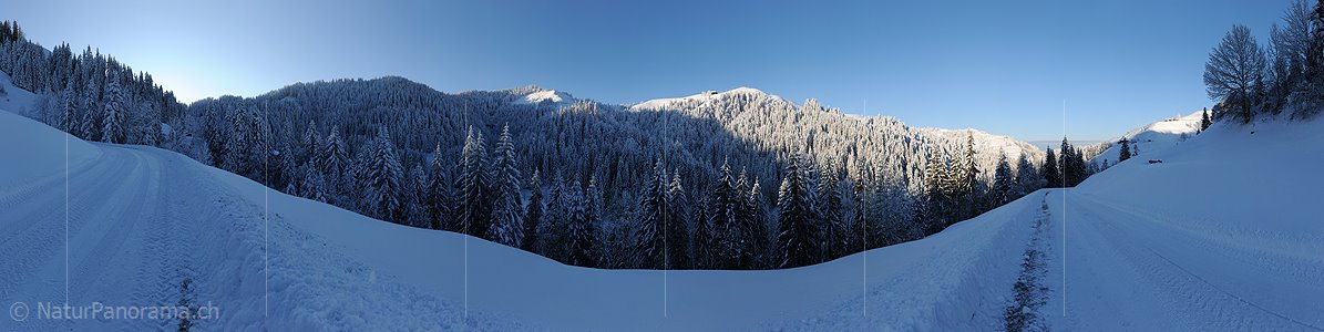 P005922: Hochauflösendes Panoramabild Frisch verschneite Winterlandschaft