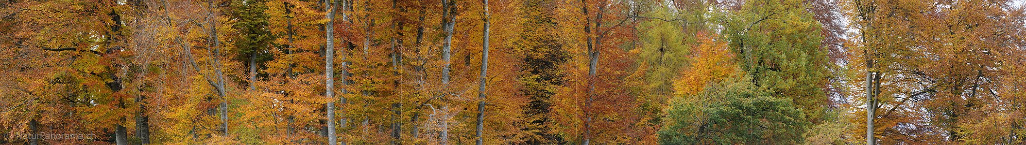 P005933: Grosspanoramabild Herbstwald