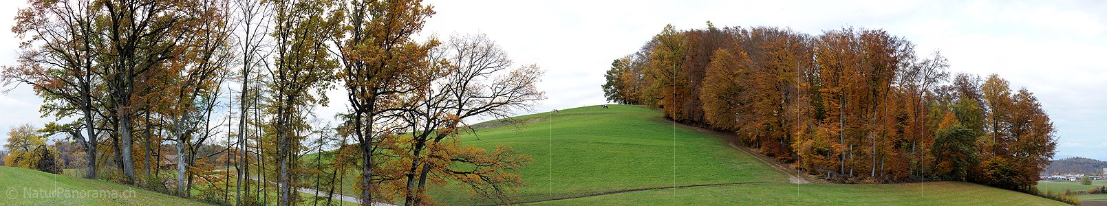 P005934: Panoramabild Herbstlaub