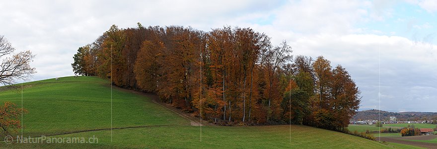 P005935: Panorama Herbstlaub