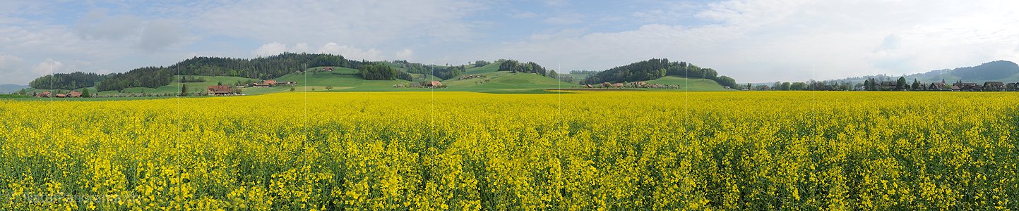 P006105: Panorama Frühlingslandschaft mit blühendem Rapsfeld