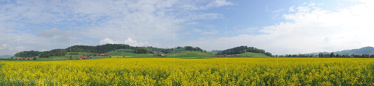 P006106: Grosspanorama Frühlingslandschaft mit blühendem Rapsfeld