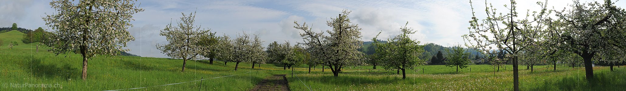 P006122: Panoramabild Obstgarten