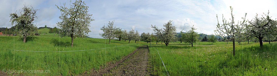 P006123: Gigapixelpanorama Obstgarten