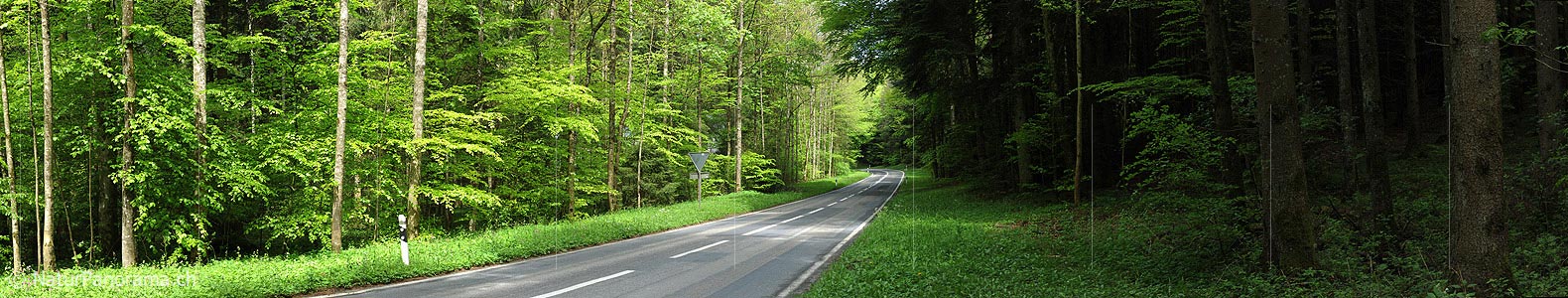 P006131: Panorama of a street in the forest