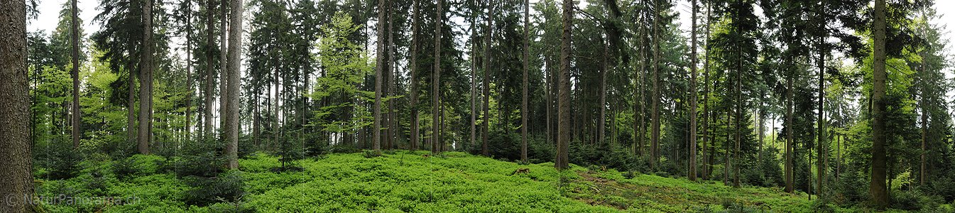 P006141: Panorama Mischwald