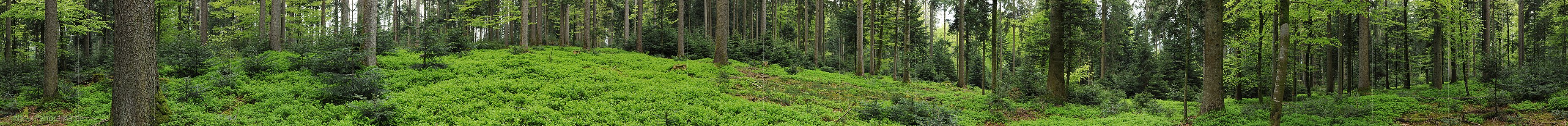 P006147: Panoramabild Waldlandschaft im Frühling