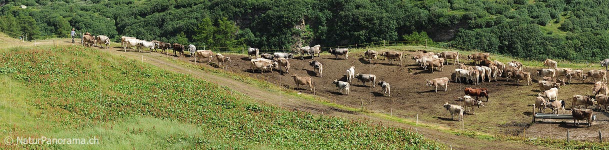 P006493: Panoramic image herd of cows