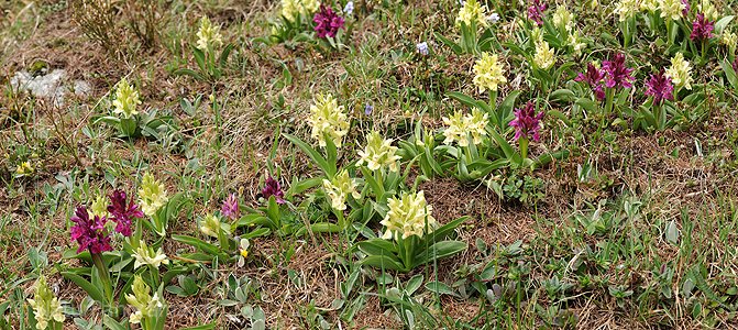 P007486: Panoramabild Holunder Knabenkraut (Orchidee)