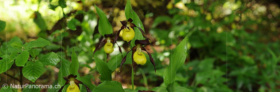 P007551: Panoramic image Orchid (Cypripedium calceolus)