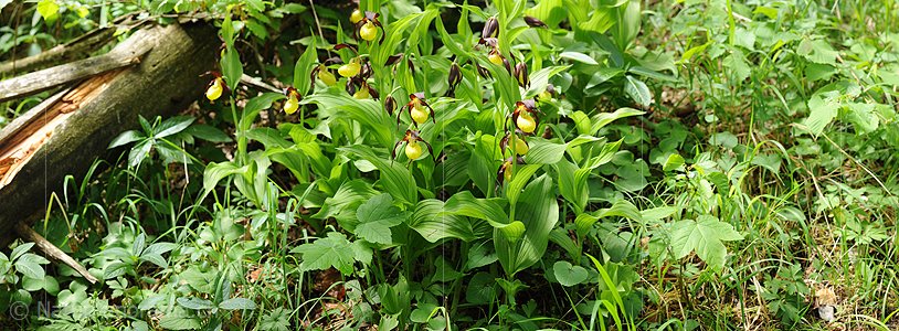 P007558: Panorama Frauenschuh (Orchidee)