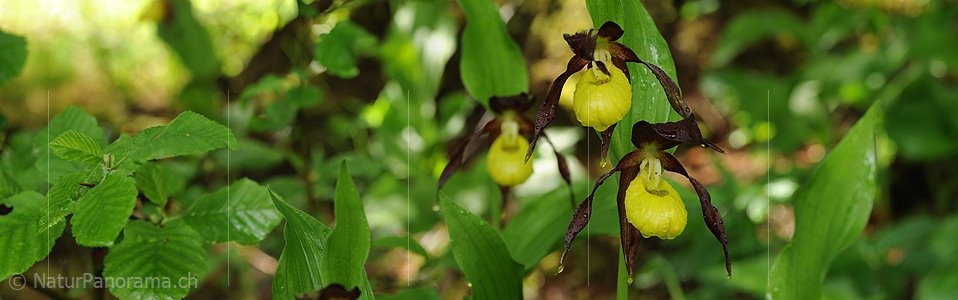 P007559: Panoramabild Blüten der einheimischen Orchidee Frauenschuh
