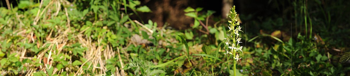 P007593: Panoramabild Weisses Breitkölbchen (Orchidee)