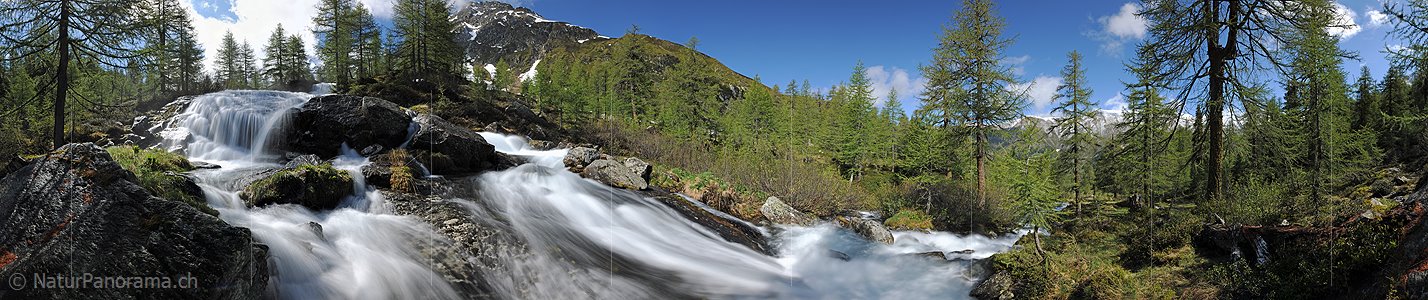 P007627: Panoramabild Wasserfall in lichtem Lärchenwald (Bergbach, Langzeitbelichtung)
