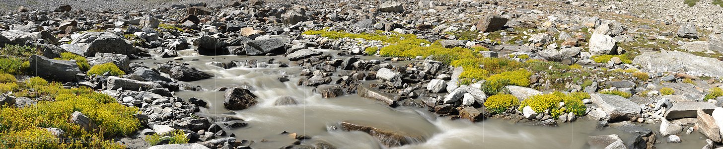 P008311: Panoramabild Gelbe Steinbrechpolster am Bergbach