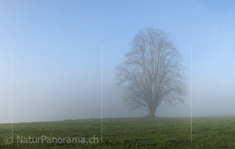 P008791: Panoramabild Mächtiger Baum im Morgennebel