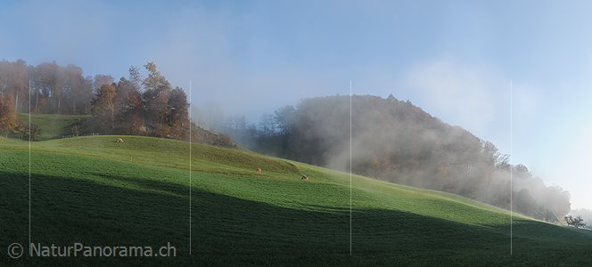 P008795: Panoramabild Herbstmorgen in Hügellandschaft