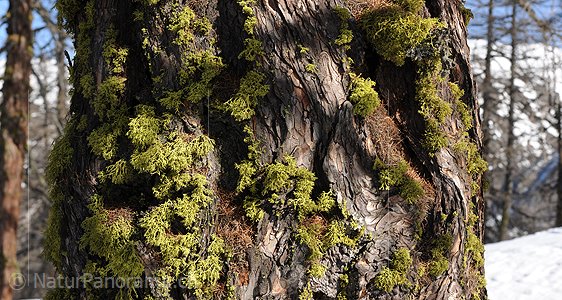 P009255: Panoramabild Lärchenstamm mit Wolfsflechten